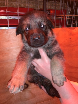German Shepherd Dog PUPPY FOR SALE ADN-110913 - AKC German Shepherd