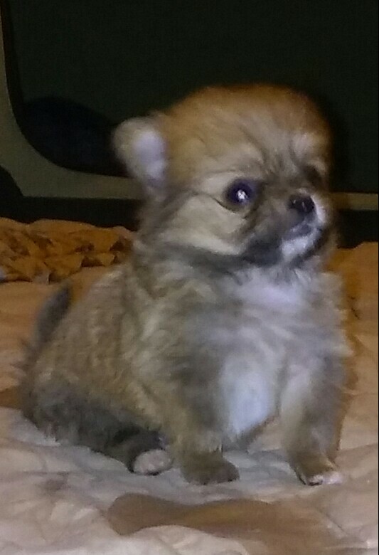 Chiranian PUPPY FOR SALE ADN-110881 - Pomchi puppy