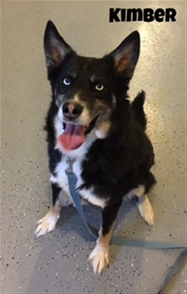 Adopt Kimber a Siberian Husky / Mixed dog in Williamstown, KY (24664740)