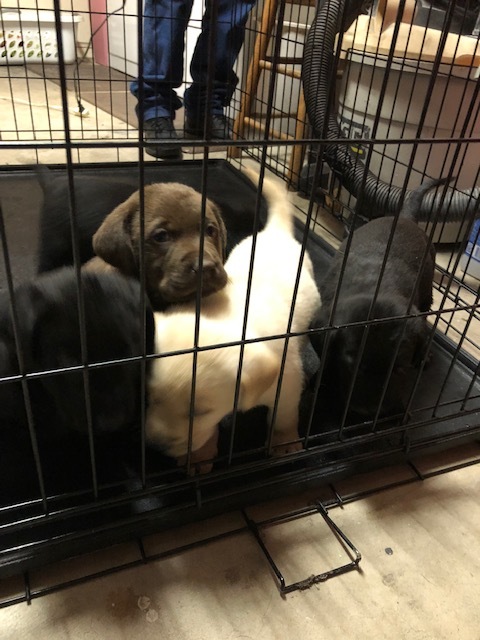 Labrador Retriever PUPPY FOR SALE ADN-110855 - Lab Puppies