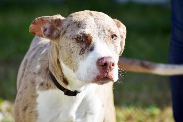 Adopt Denali a Catahoula Leopard Dog / Pit Bull Terrier / Mixed dog in