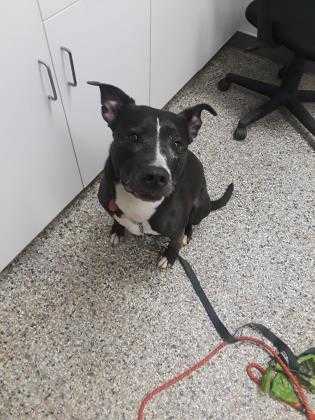 Adopt Kelsa a Black Mixed Breed (Large) / Mixed dog in New Castle, DE (24634133)