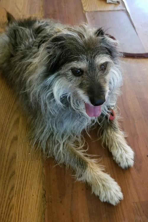 Adopt Pippin a Gray/Silver/Salt & Pepper - with White Terrier (Unknown Type