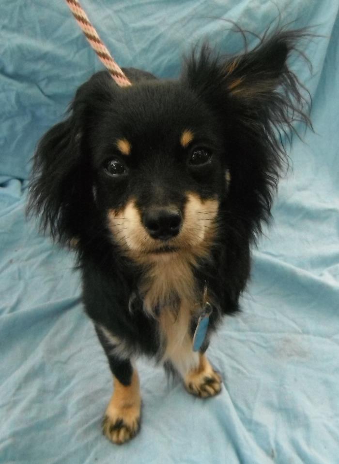 Adopt Spencer in TEXAS a Black - with Brown, Red, Golden