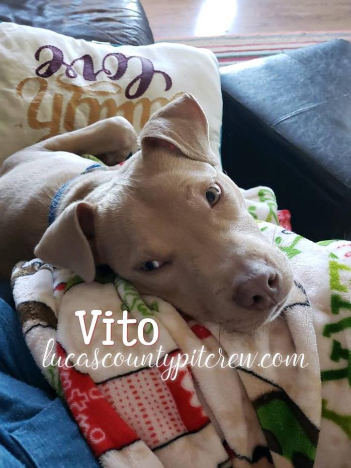 Adopt Vito a Tan/Yellow/Fawn - with White American Staffordshire Terrier /