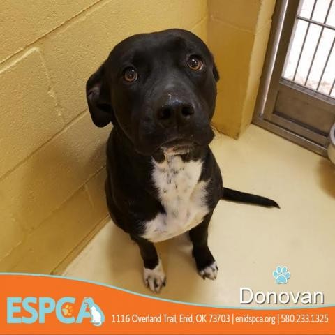 Adopt Donovan a Black Labrador Retriever dog in Enid, OK (24710519)