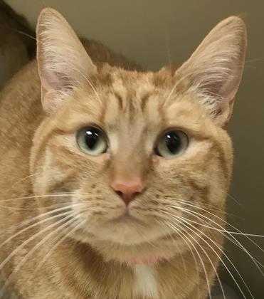 Adopt Mimosa a Orange or Red Domestic Shorthair / Domestic Shorthair / Mixed cat