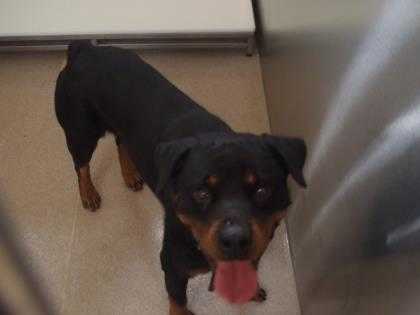 Adopt Major a Black Rottweiler / Mixed dog in Fort Worth, TX (24634085)