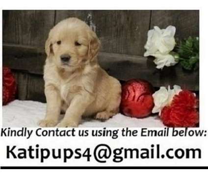 Perfect Akc Golden Retriever Puppies For Sale