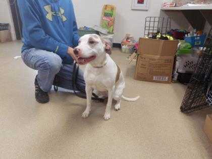 Adopt Izzy a White Shepherd (Unknown Type) / Mixed dog in Fort Worth