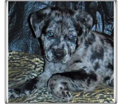 Awesome colorado catahoula leopard puppies