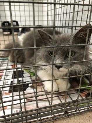 Adopt Ashtray a Gray or Blue Domestic Longhair / Domestic Shorthair / Mixed cat