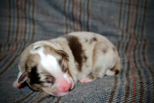 Miniature Australian Shepherd PUPPY FOR SALE ADN-110395 - Trinity039s Aussies