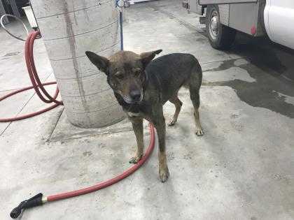 Adopt Ducky a Black German Shepherd Dog / Mixed dog in Fort Worth, TX (24634084)