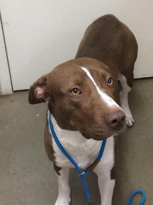Adopt Lily a Brown/Chocolate - with White Pit Bull Terrier / Mixed dog in