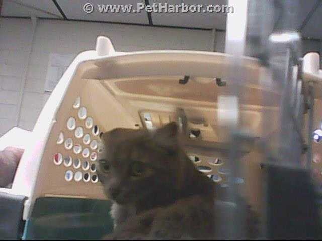 Adopt a Gray or Blue Domestic Shorthair / Mixed (short coat) cat in STOCKTON