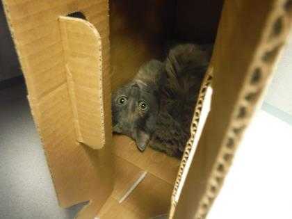 Adopt Niecy a Gray or Blue Domestic Mediumhair / Domestic Shorthair / Mixed