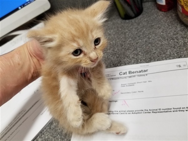 Adopt Cat Benatar a Domestic Shorthair / Mixed cat in Lake Jackson