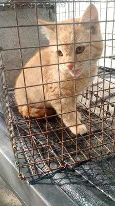 Adopt 40795734 a Orange or Red Domestic Shorthair / Domestic Shorthair / Mixed