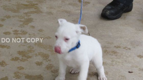 Adopt Julian a White Labrador Retriever / Mixed dog in Rocky Mount
