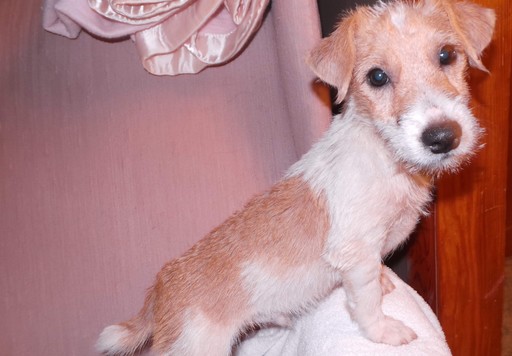 Jack Russell Terrier PUPPY FOR SALE ADN-110914 - Jack Russell Terriers