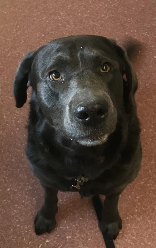 Adopt Kingsford a Labrador Retriever / Mixed dog in Pottstown, PA (24664953)