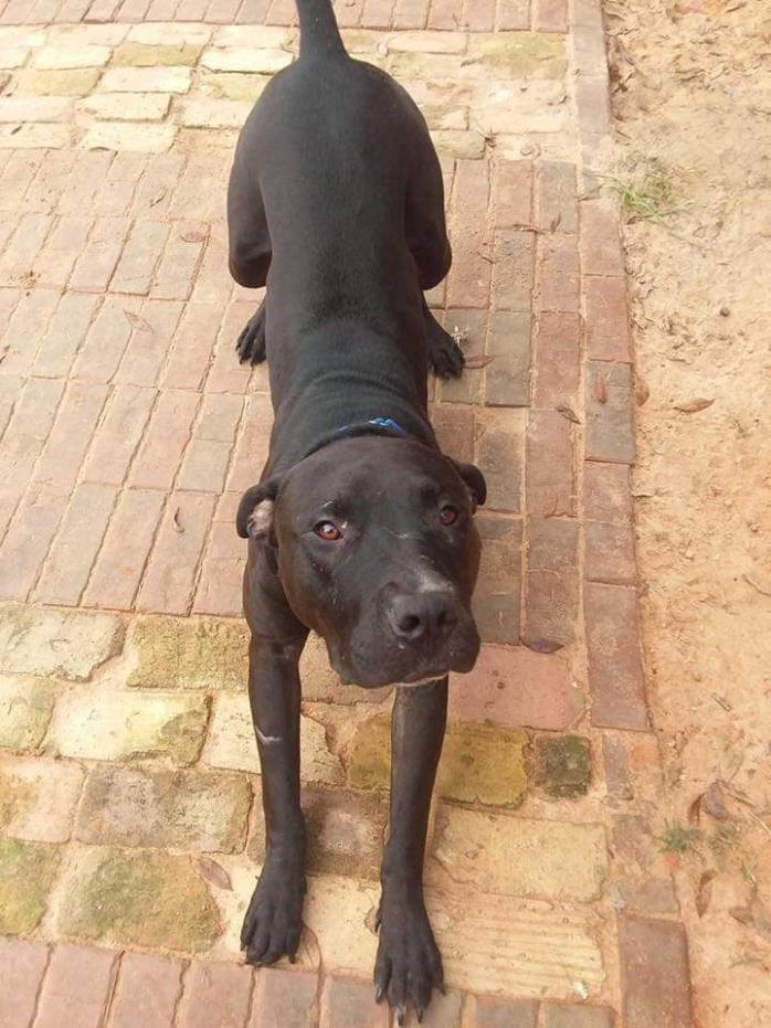 Adopt Batman a American Staffordshire Terrier, Labrador Retriever