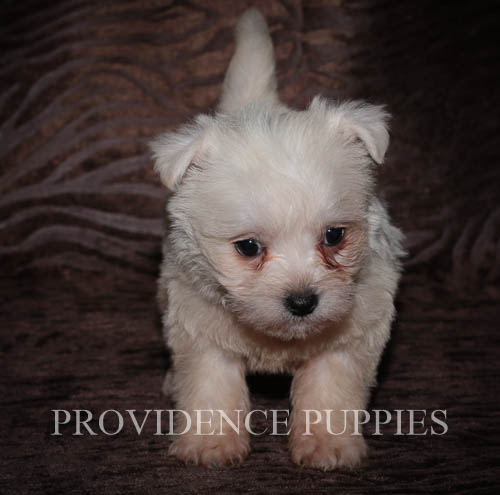 Wee-Poo PUPPY FOR SALE ADN-60687 - Cute and Cuddly Westie Poo