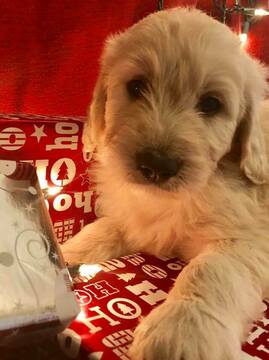 Goldendoodle PUPPY FOR SALE ADN-110877 - F1B English Cream Goldendoodles for
