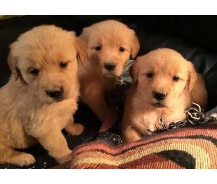AZXS44 Golden Retriever Pups For Sale