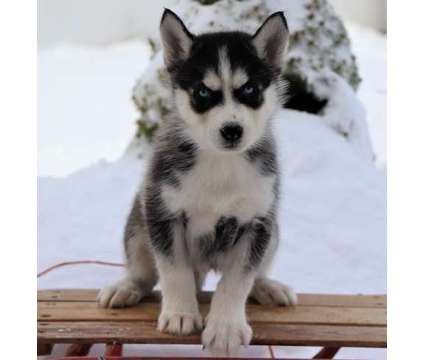 AZXS33 Siberian Husky Pups For Sale