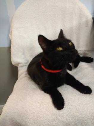 Adopt Tink a All Black Domestic Shorthair / Domestic Shorthair / Mixed cat in