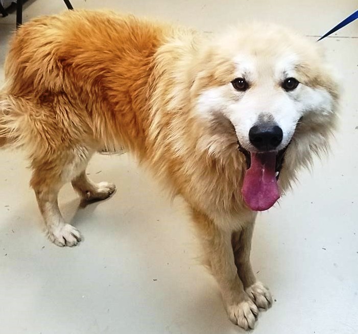 Adopt Jack-Jack a White - with Tan, Yellow or Fawn Great Pyrenees / Anatolian