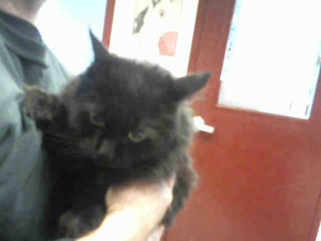 Adopt HOLLY a Domestic Long Hair, Domestic Short Hair