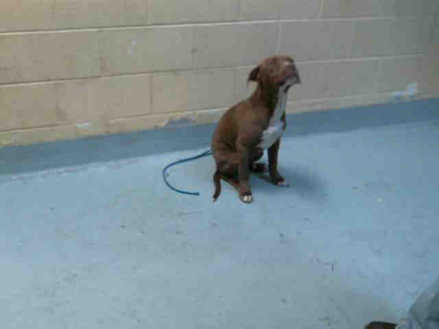 Adopt PETER a Brown/Chocolate - with White Labrador Retriever / Mixed dog in