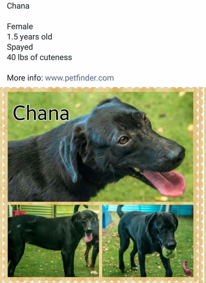 Adopt Chana a Labrador Retriever