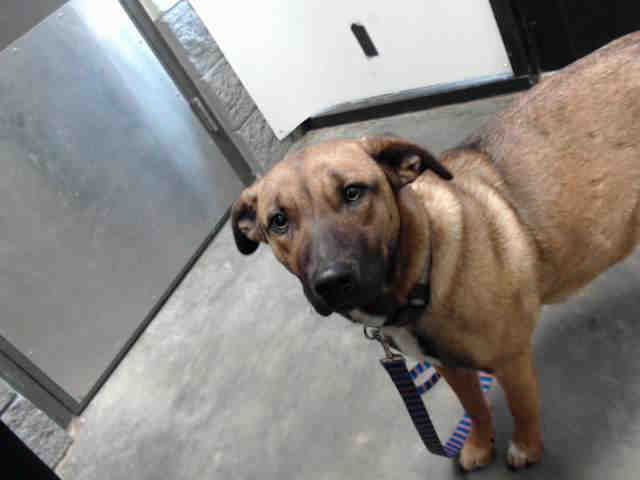 Adopt CASEY a Brown/Chocolate - with Black German Shepherd Dog / Mixed dog in