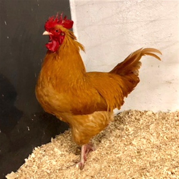 Adopt Godzilla a Chicken bird in Des Moines, IA (24196159)
