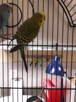 Adopt Stormy - Bonded to Pete a Green Parakeet - Other / Mixed bird in