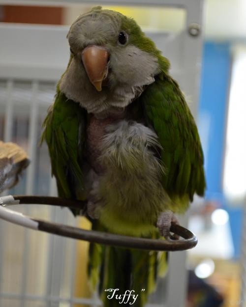 Adopt Tuffy a Parakeet - Quaker bird in West Fargo, ND (24855838)