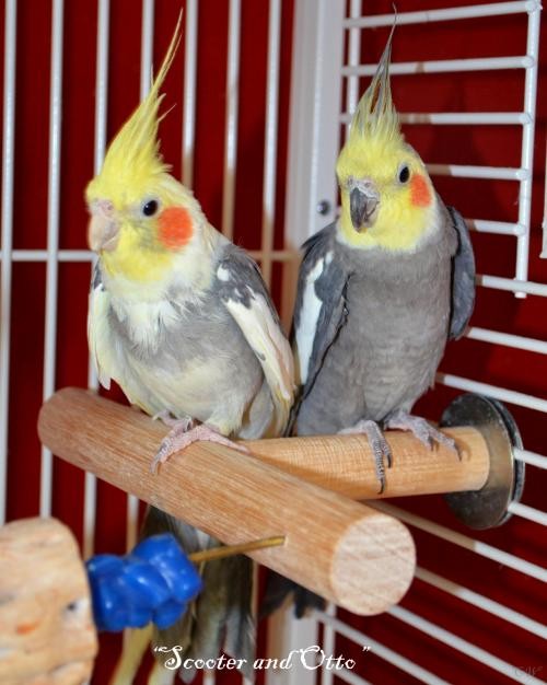 Adopt Scooter and Otto a Cockatiel bird in West Fargo, ND (24855794)