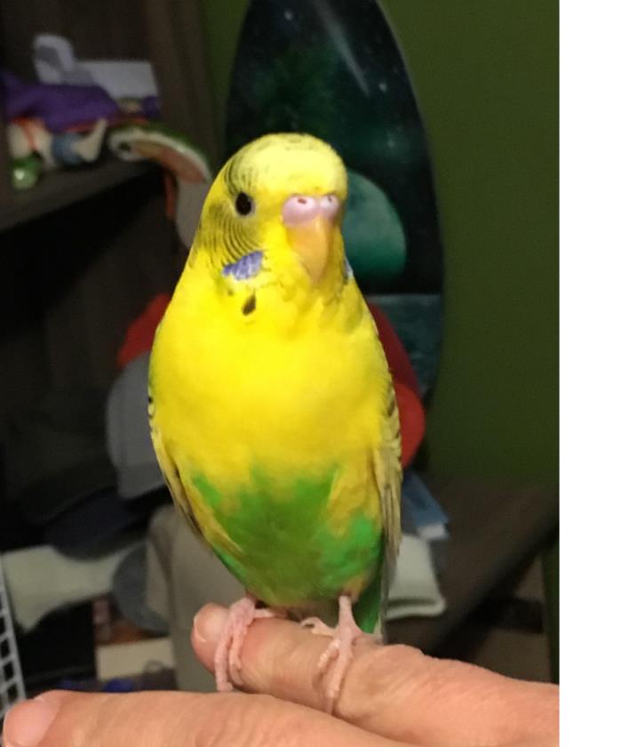 Adopt Tuni a Parakeet (Other)