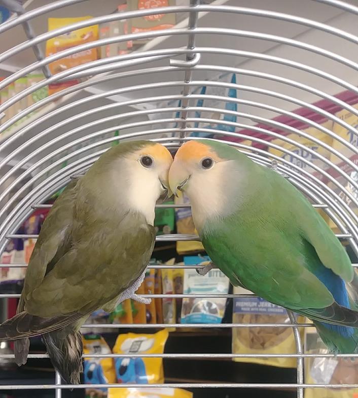 Adopt Ava & Deryn a Green Lovebird bird in Montclair, CA (24708573)