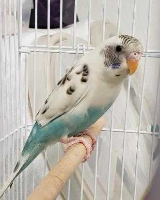 Adopt Brittany a Blue Parakeet - Other / Parakeet - Other / Mixed bird in