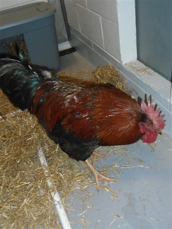 Adopt Spartacus a Chicken bird in Raleigh, NC (24708229)