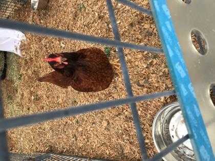 Adopt Penny a Red Chicken / Mixed bird in Everett, WA (24669075)