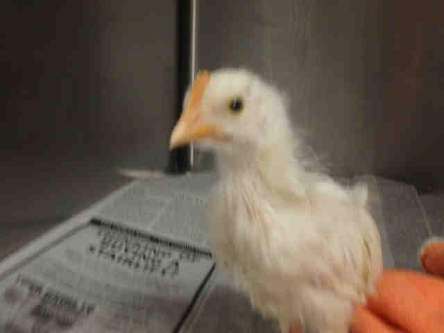 Adopt CHICKEN LITTLE a White Chicken / Mixed bird in Van Nuys, CA (24672089)