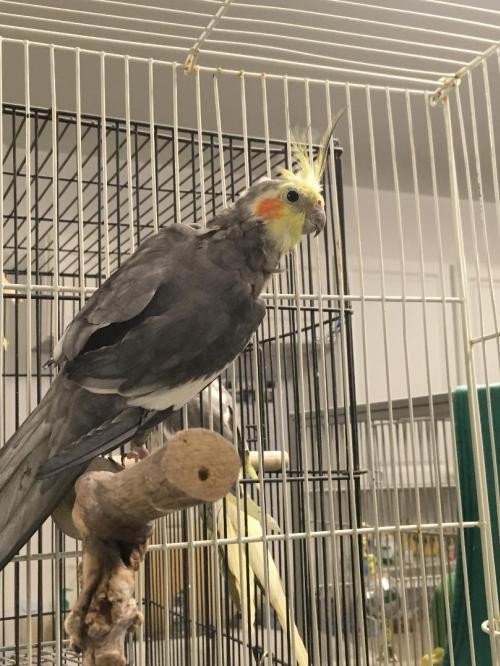 Adopt Pauley a Gray Cockatiel bird in Grandview, MO (24663972)