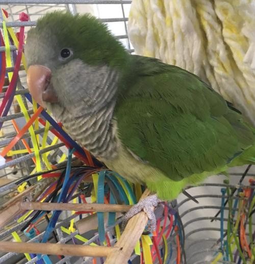 Adopt Goku a Green Parakeet - Quaker bird in Grandview, MO (24665347)