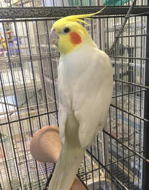 Adopt Rizzo a Yellow Cockatiel bird in Grandview, MO (24663974)